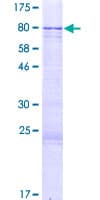 Human ZNF257 Protein (Recombinant GST)