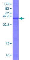 Human TREM1 Protein (Recombinant GST)