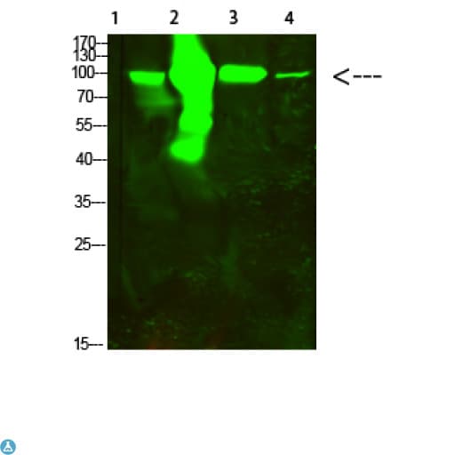 Polyclonal Rabbit anti-Human ACO2 / Aconitase 2 Antibody (WB)