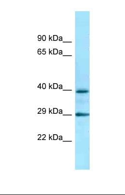 ADRA2C Antibody (C-Terminus)