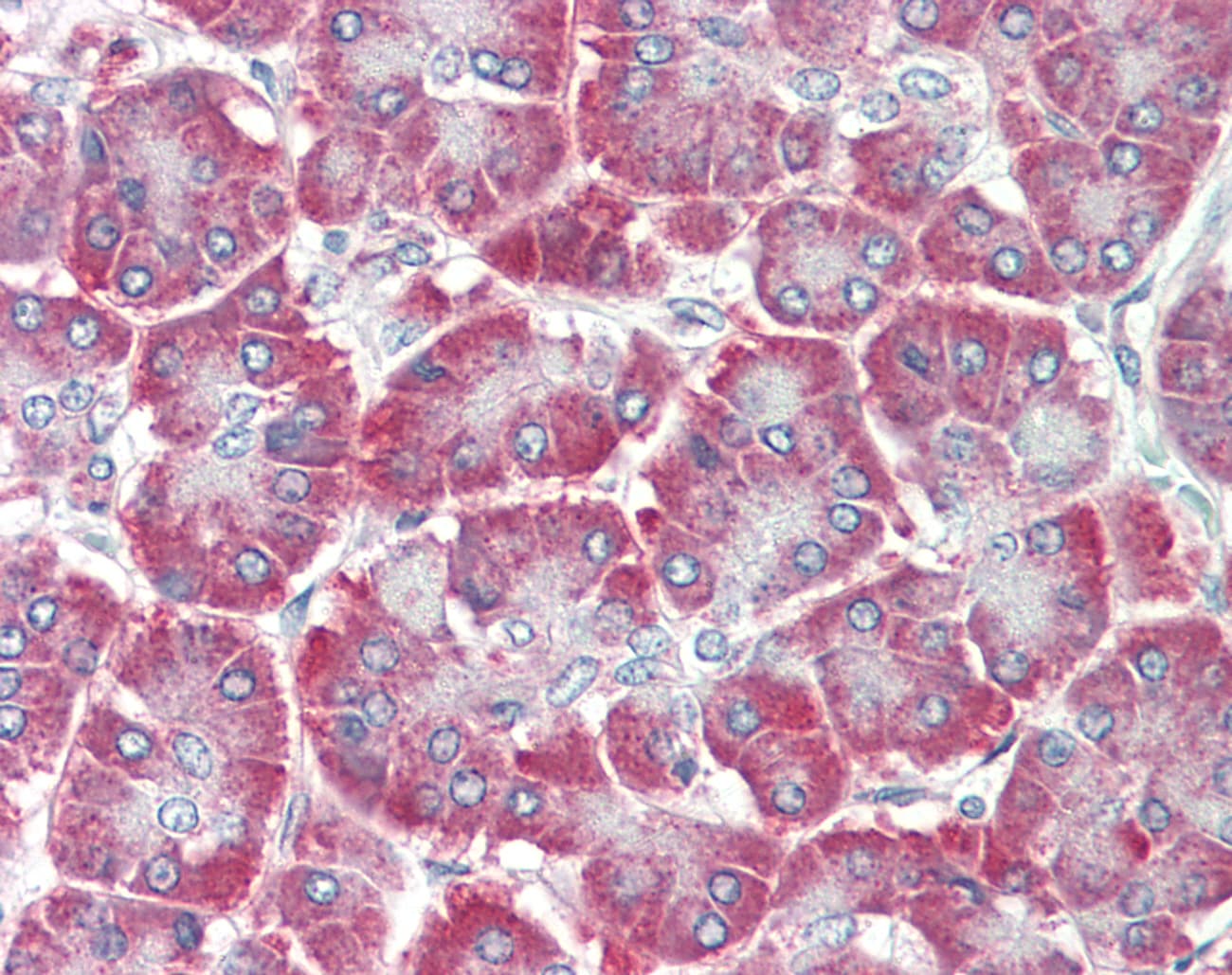 Polyclonal Rabbit anti-Human EDIL3 / DEL1 Antibody (aa71-120, IHC, WB)