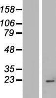 IMP3 Protein (Over-Expression Lysate Myc-DDK (Flag))