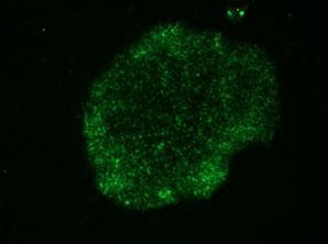 Stem Cell Marker TRA-1-60 Antibody (clone TRA-1-60)