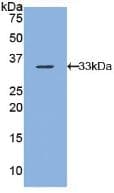 ARRB1 / Beta Arrestin 1 Antibody (aa3-246, APC)