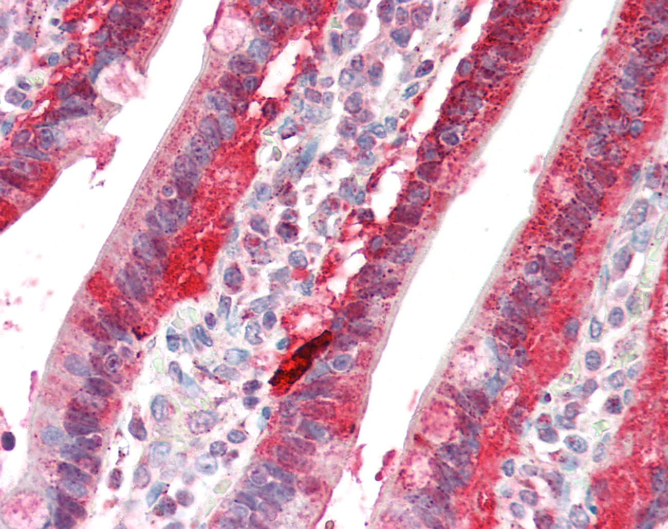 CD83 Antibody (aa103-152)