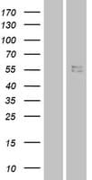 CRF2-12 / IL28RA Protein (Over-Expression Lysate Myc-DDK (Flag))