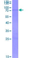 Human TGFB3 / TGF Beta3 Protein (Recombinant GST)