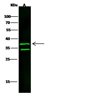 Polyclonal Rabbit anti-Human CD40 Antibody (Preservative Free, WB)