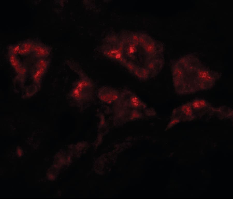DPAGT2 / DPAGT1 Antibody