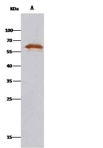 PDI / P4HB Antibody (Preservative Free)