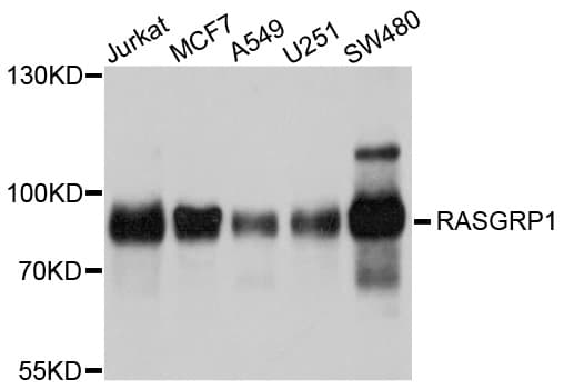 Polyclonal Rabbit anti-Human RASGRP1 / RASGRP Antibody (WB)