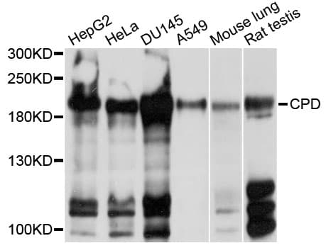 CPD Antibody