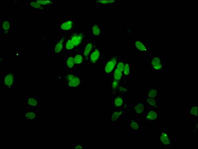HIST1H2AI Antibody