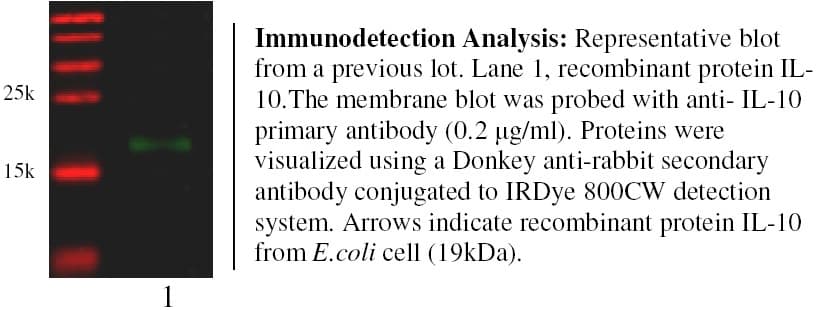 IL-10 Antibody (Preservative Free)