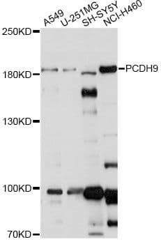 PCDH9 Antibody