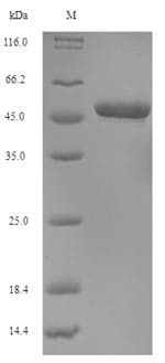 Human Oxytocin Protein (Recombinant 10His, N-terminus + Myc, C-terminus)