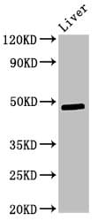 Polyclonal Rabbit anti-Mouse PDK3 Antibody (WB)