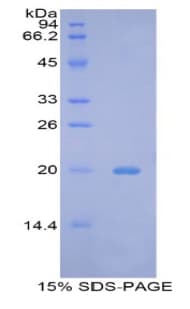 Mouse BCL2L2 / Bcl-w Protein (Recombinant His)