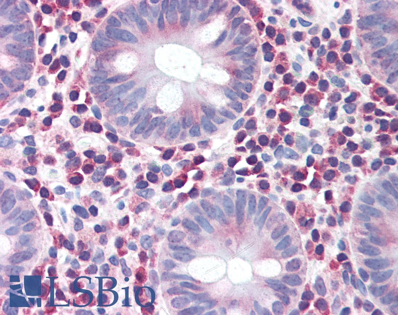 IHC-plus™ IRGM / LRG-47 Antibody