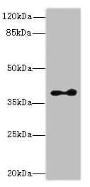 Polyclonal Rabbit anti-Human CLVS2 Antibody (aa1-327, WB)