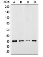 TPRA1 / GPR175 Antibody (Internal)