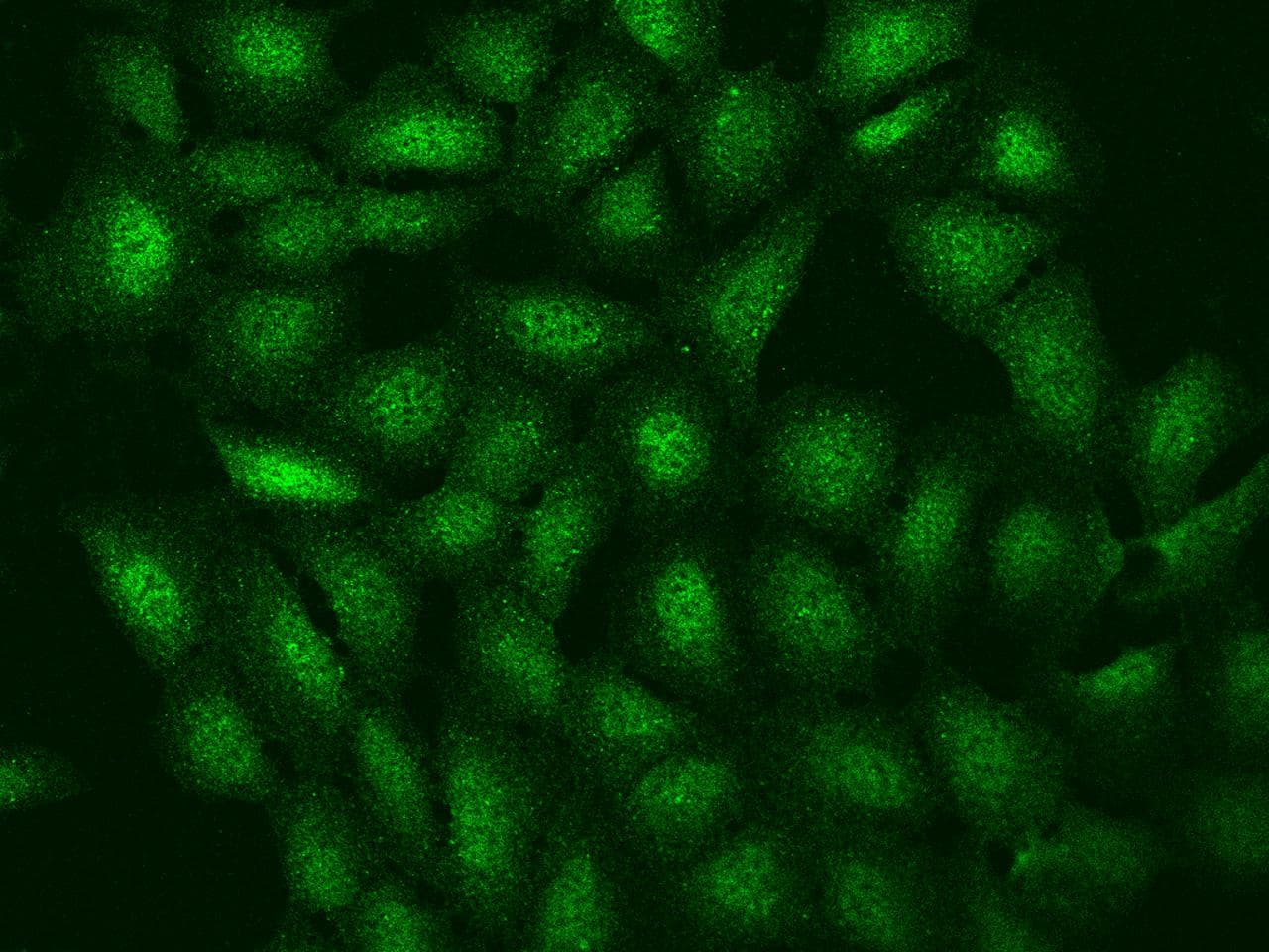 Polyclonal Rabbit anti-Human LENG8 Antibody (IF)