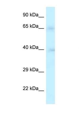 Polyclonal Rabbit anti-Human RFC2 / RFC40 Antibody (aa147-196, WB)