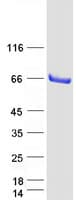 Human SMAP1 Protein (Recombinant Myc-DDK (Flag))