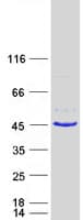 Human FA2H / FAAH Protein (Recombinant Myc-DDK (Flag))