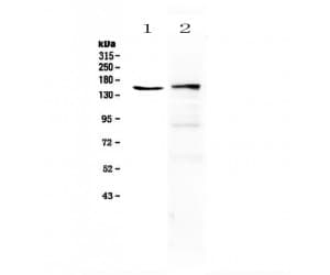 PLCG2 / PLC Gamma 2 Antibody