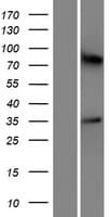 Human OR5M10 Protein (Over-Expression Lysate Myc-DDK (Flag))