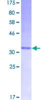 Human Peptide YY / PYY Protein (Recombinant GST)