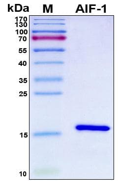 Human AIF1 / IBA1 Protein (Recombinant 6His, N-terminus)