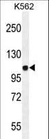 Polyclonal Rabbit anti-Human JAG1 / Jagged 1 Antibody (aa1122-1150, WB)