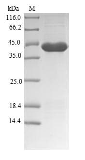 Dog Trypsin Protein (Recombinant 6His-SUMO, N-terminus)