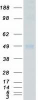 Human MAPK9 / JNK2 Protein (Recombinant Myc-DDK (Flag))