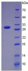 Human CD274 / B7-H1 / PD-L1 Protein (Recombinant His-T7)