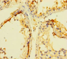 INCA1 Antibody