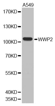 WWP2 Antibody