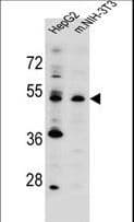KCMF1 Antibody (aa280-308)