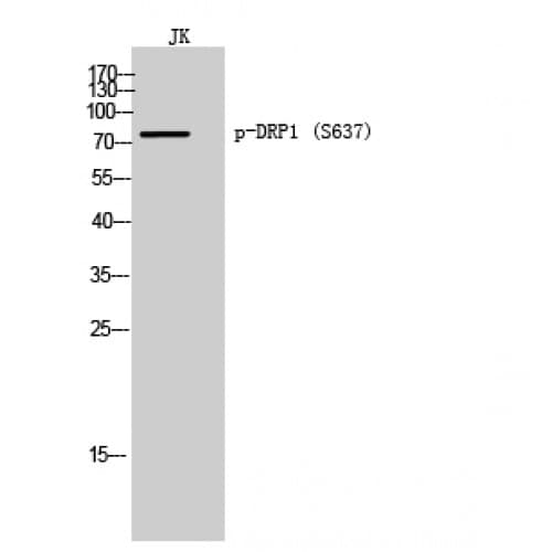 DNM1L / DRP1 Antibody (580-660 aa)