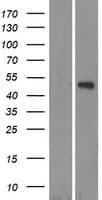 TRIM14 Protein (Over-Expression Lysate Myc-DDK (Flag))