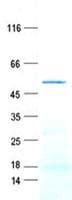 Human GZMB / Granzyme B Protein (Recombinant GST, N-terminus + His, C-terminus)
