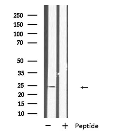 INSL6 Antibody