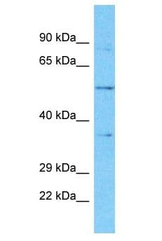 OR5K4 Antibody (aa245-294)