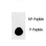 MAP1LC3B / LC3B Antibody (phospho-Thr93/Tyr99)