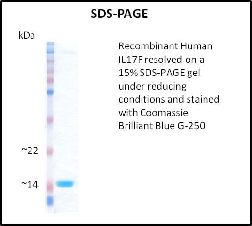 Human IL17F Protein (Recombinant)