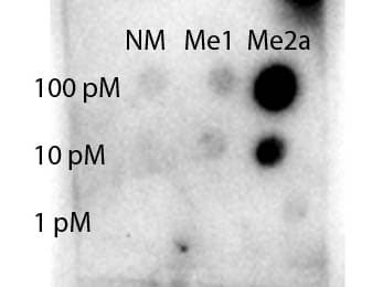 STAT1 Antibody (Asym-Me2-Arg31)