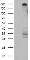 DOT1L / DOT1 Antibody (aa1008-1424, clone OTI6E7)