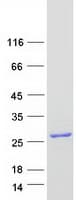 Human GPSM3 Protein (Recombinant Myc-DDK (Flag))